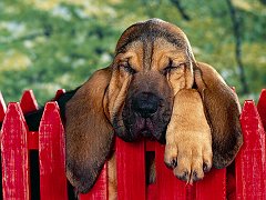 40 Winks, Bloodhound Puppy